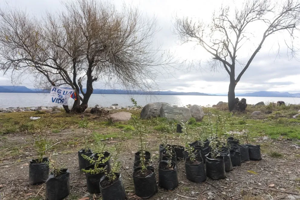 Plantaron 30 arrayanes en el humedal de Costanera
