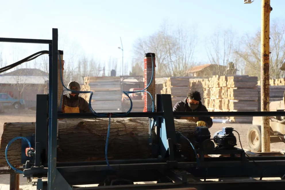 La Cooperativa Eluney apuesta por la forestación de álamos en la región 