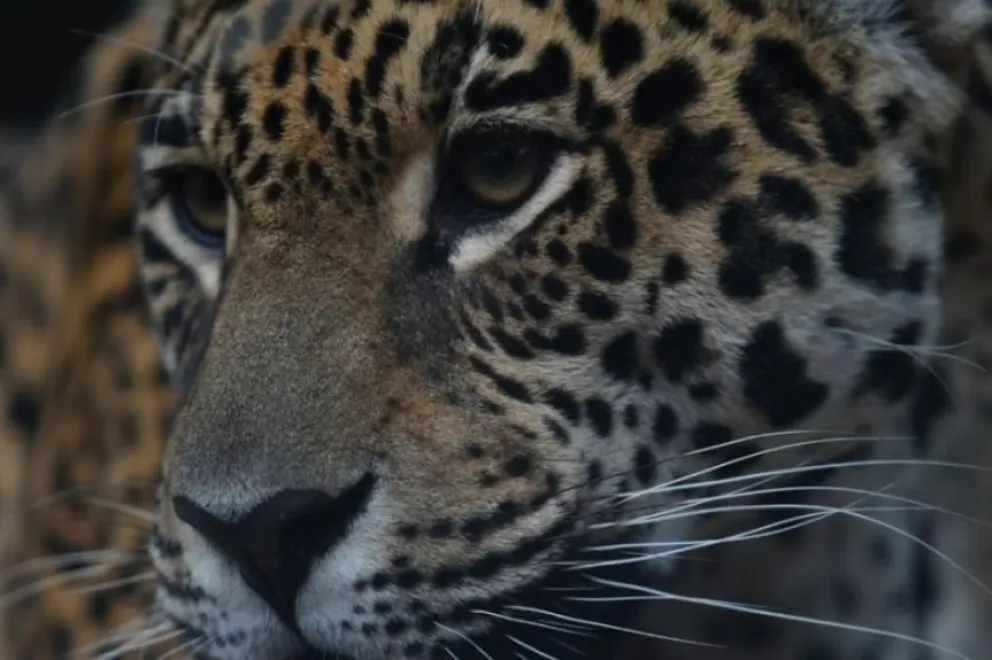 Fianza millonaria a un cazador de un yaguareté en Formosa: 377 millones de pesos