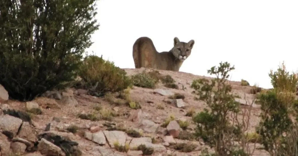 Puma suelto en área de gran afluencia turística de isla Victoria genera mucha preocupación
