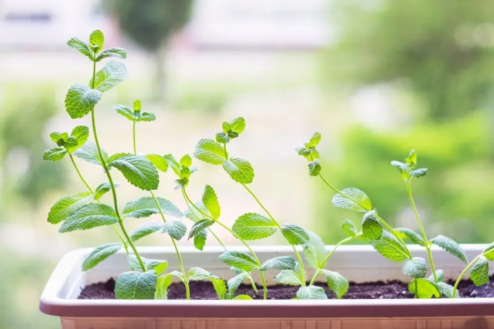 Estas plantas pueden ahuyentar a los mosquitos de tu casa